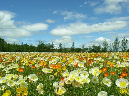 AMOR DO CAMPO