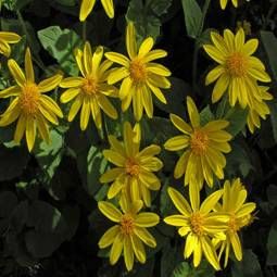 Arnica