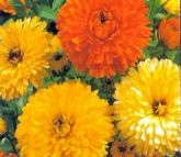 CALENDULA