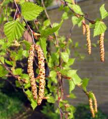 Betula pendula Roth