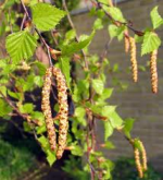 Betula pendula Roth